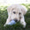 Kong Puppy