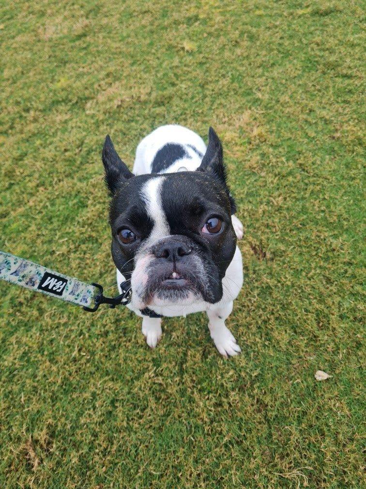 Mastering Puppy Training: The Essential Tips - The Dog Shop Warners Bay