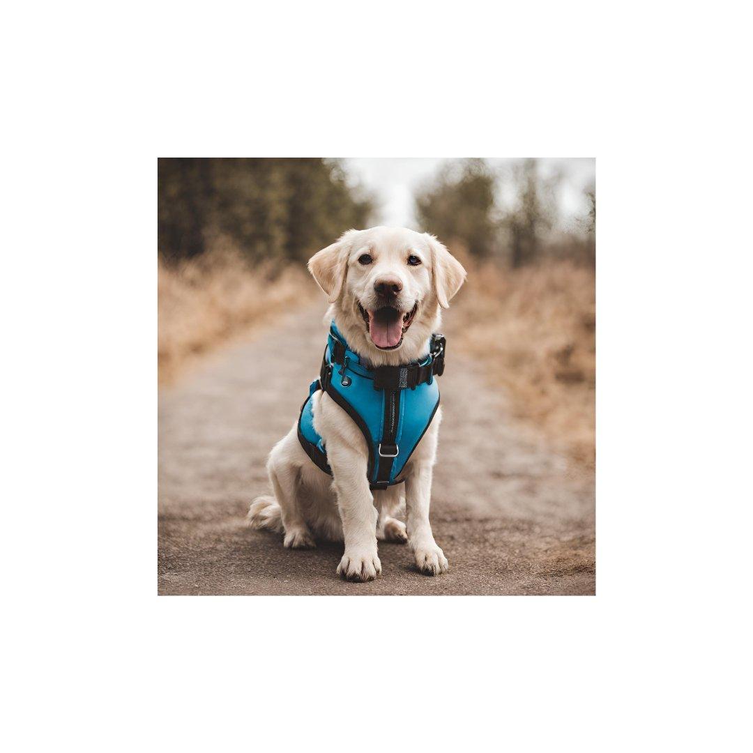 Top 10 Must-Have Dog Accessories - The Dog Shop Warners Bay