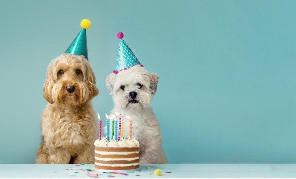 Dog Birthday Cakes, Treats & Drinks