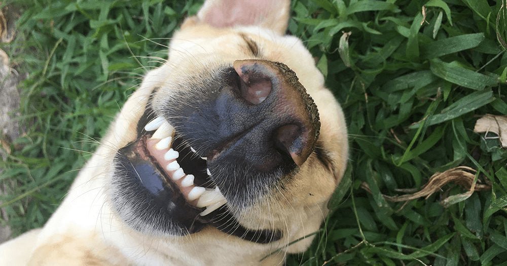 Dog Dental Health - The Dog Shop Warners Bay