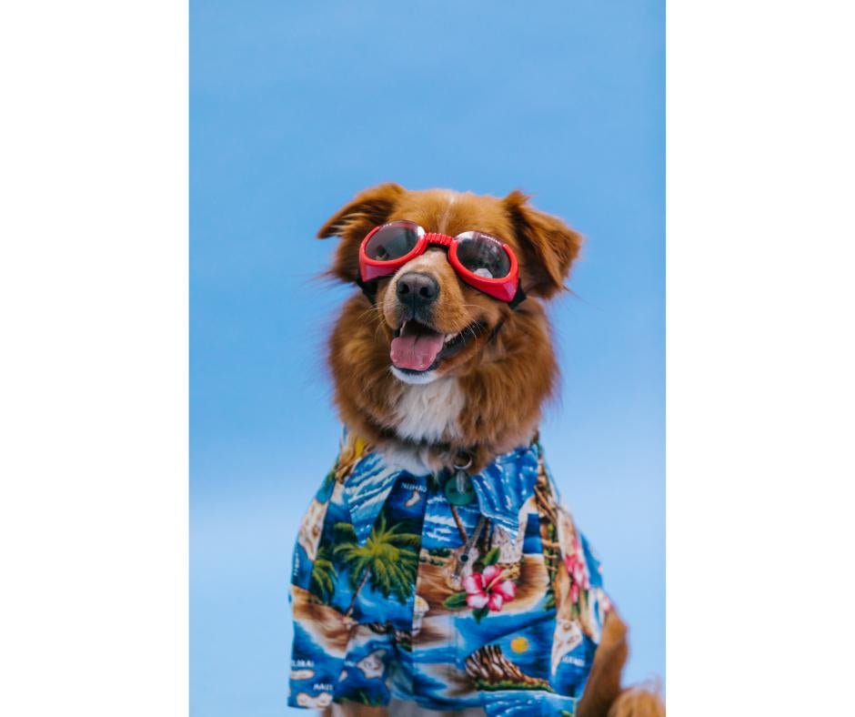 Dog Fashion Accessories - The Dog Shop Warners Bay