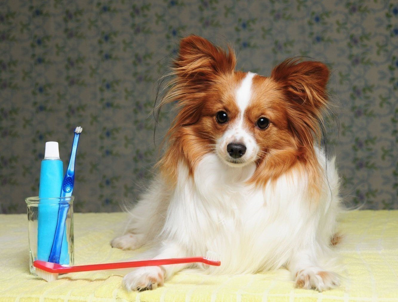 Dog Toothpaste & Toothbrushes