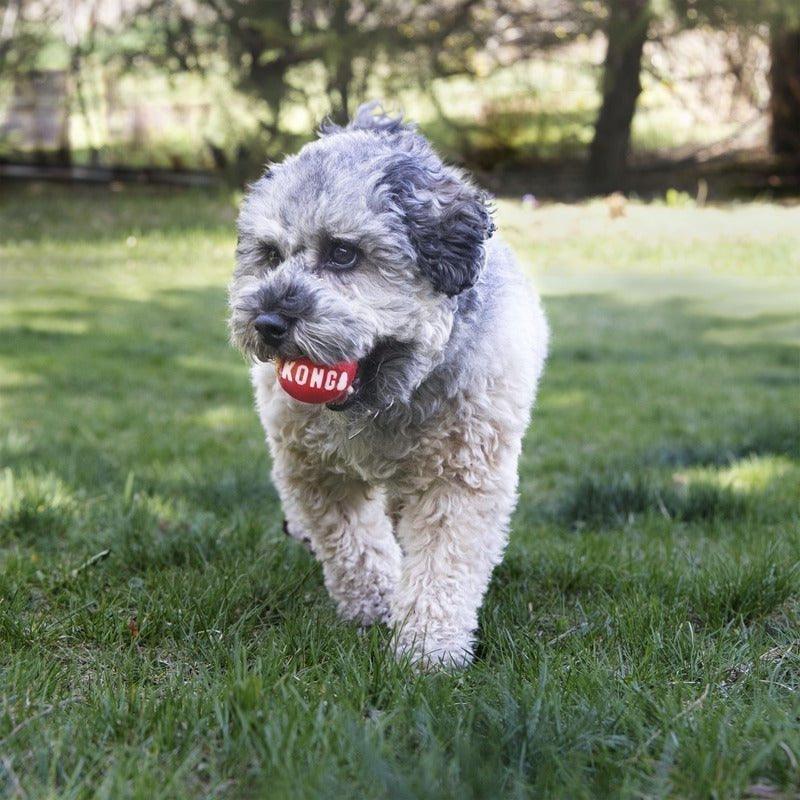 Kong Dog Toys