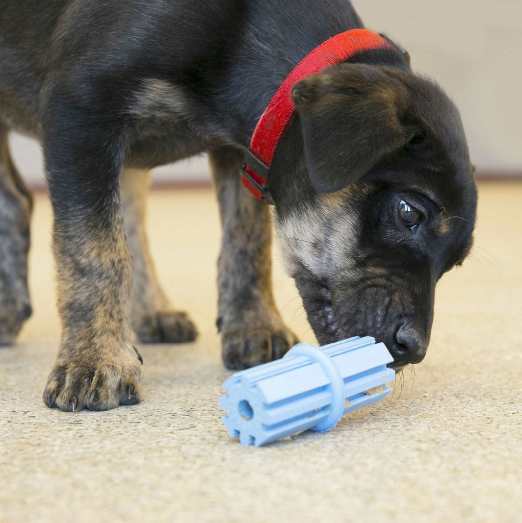 Kong Puppy Teething Stick