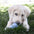 Kong Puppy [SIZ:Medium COL:Blue]