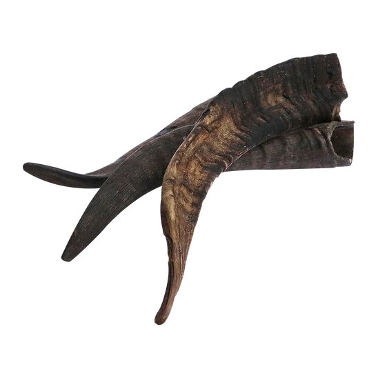 Goat Horn Dog Treat Medium