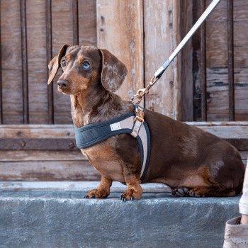Rogz Urban Fast Fit Adjustable Harness