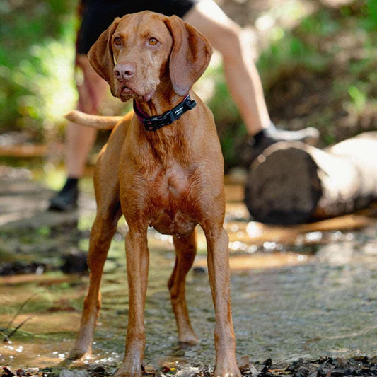Rogz Airtech Classic Collar