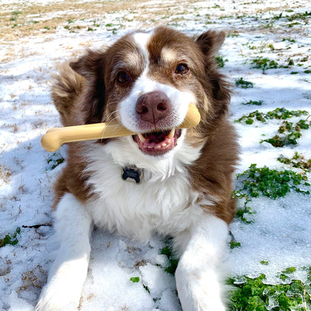 Sporn Marrow Chew Bone Peanut Butter [SIZ:Small]