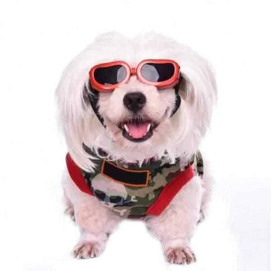 Dog Goggles Jelly Bean