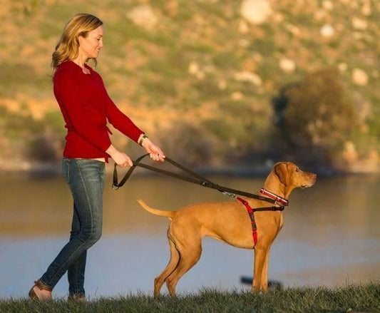 Halti Front Control Harness Black Red