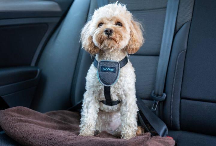 Carsafe Travel Harness Black Medium