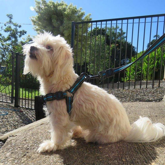 Scream Dog Quick Fit Reflective Dog Harness