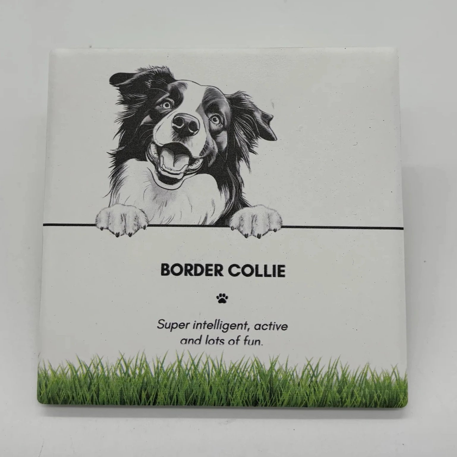 Coaster Border Collie