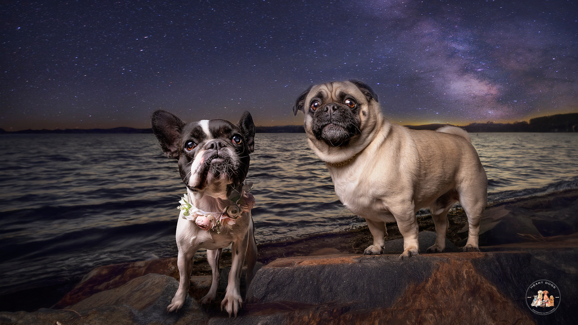 The Dog Shop Warners Bay