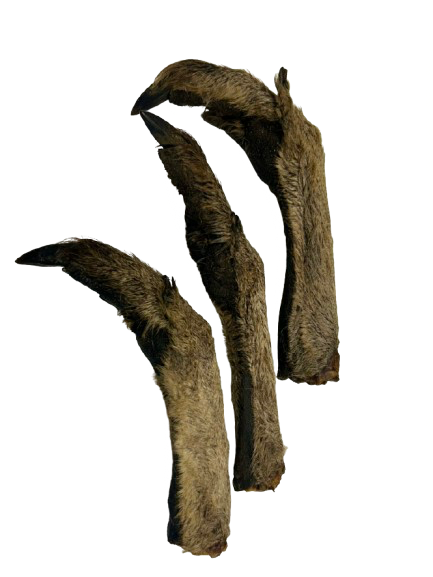 Kangaroo Foot With Fur
