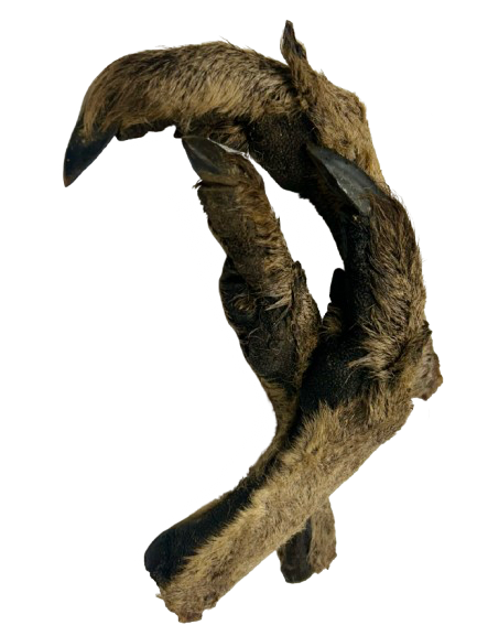 Kangaroo Foot With Fur