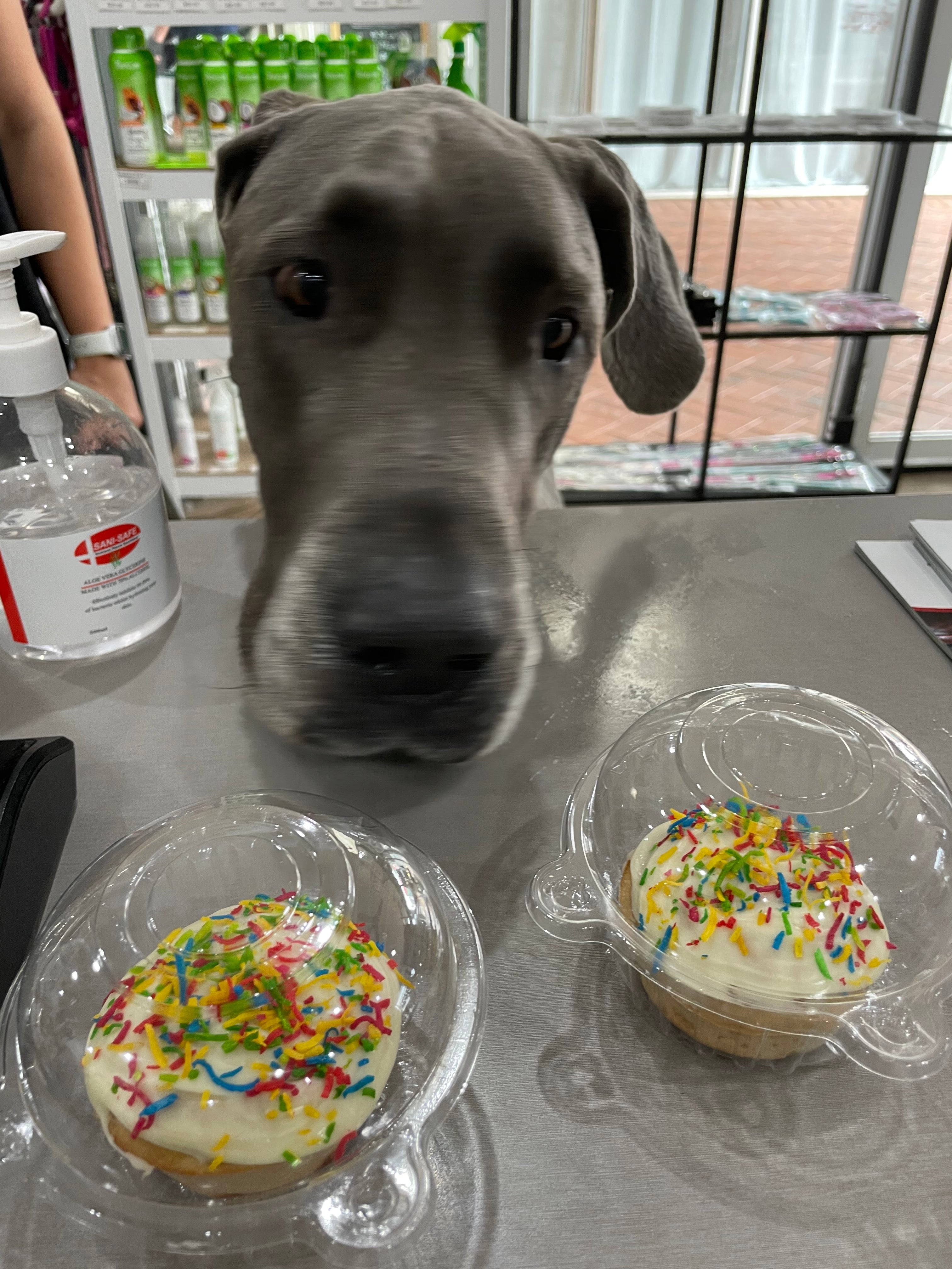 The Dog Shop Warners Bay