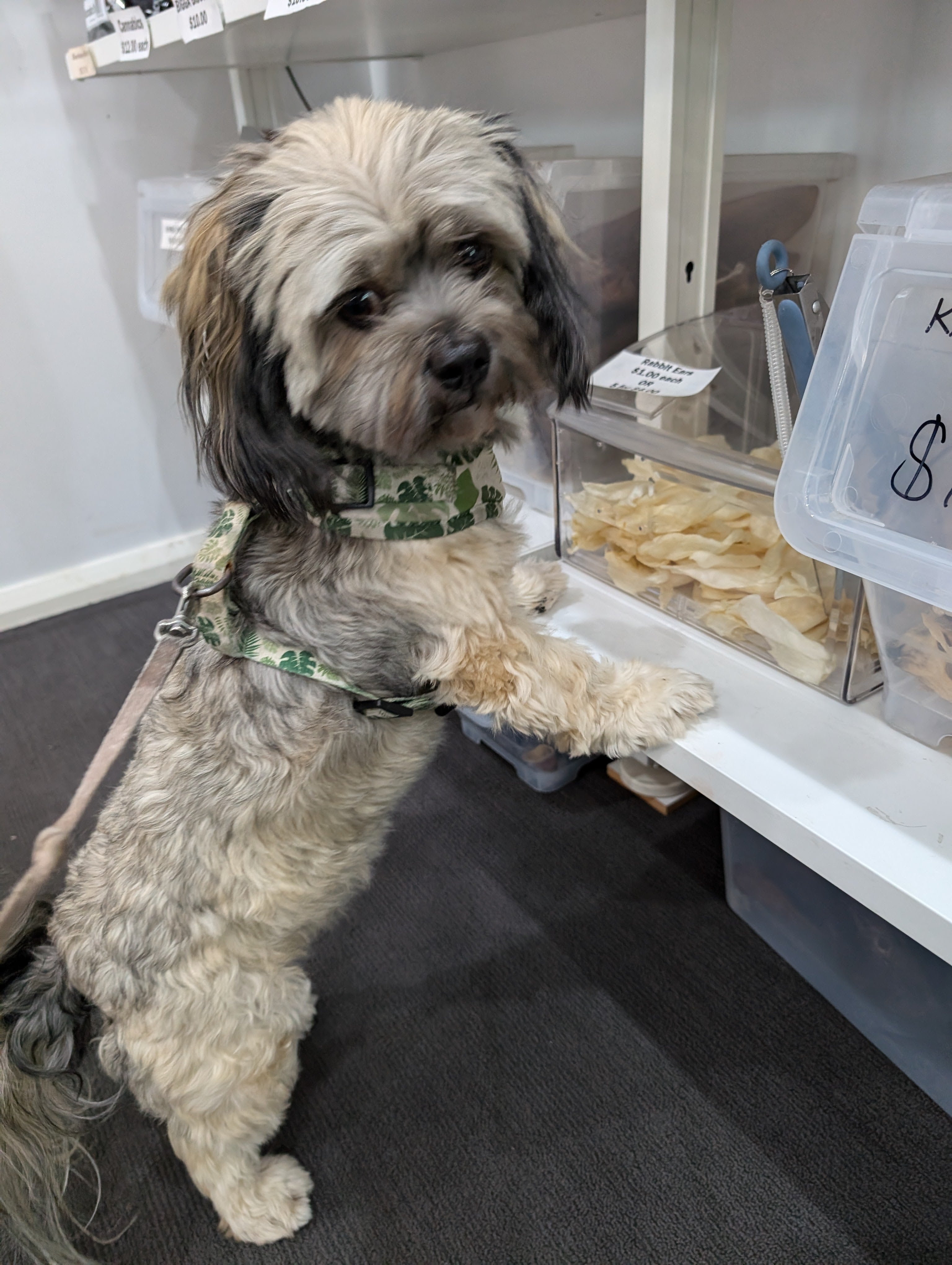 The Dog Shop Warners Bay