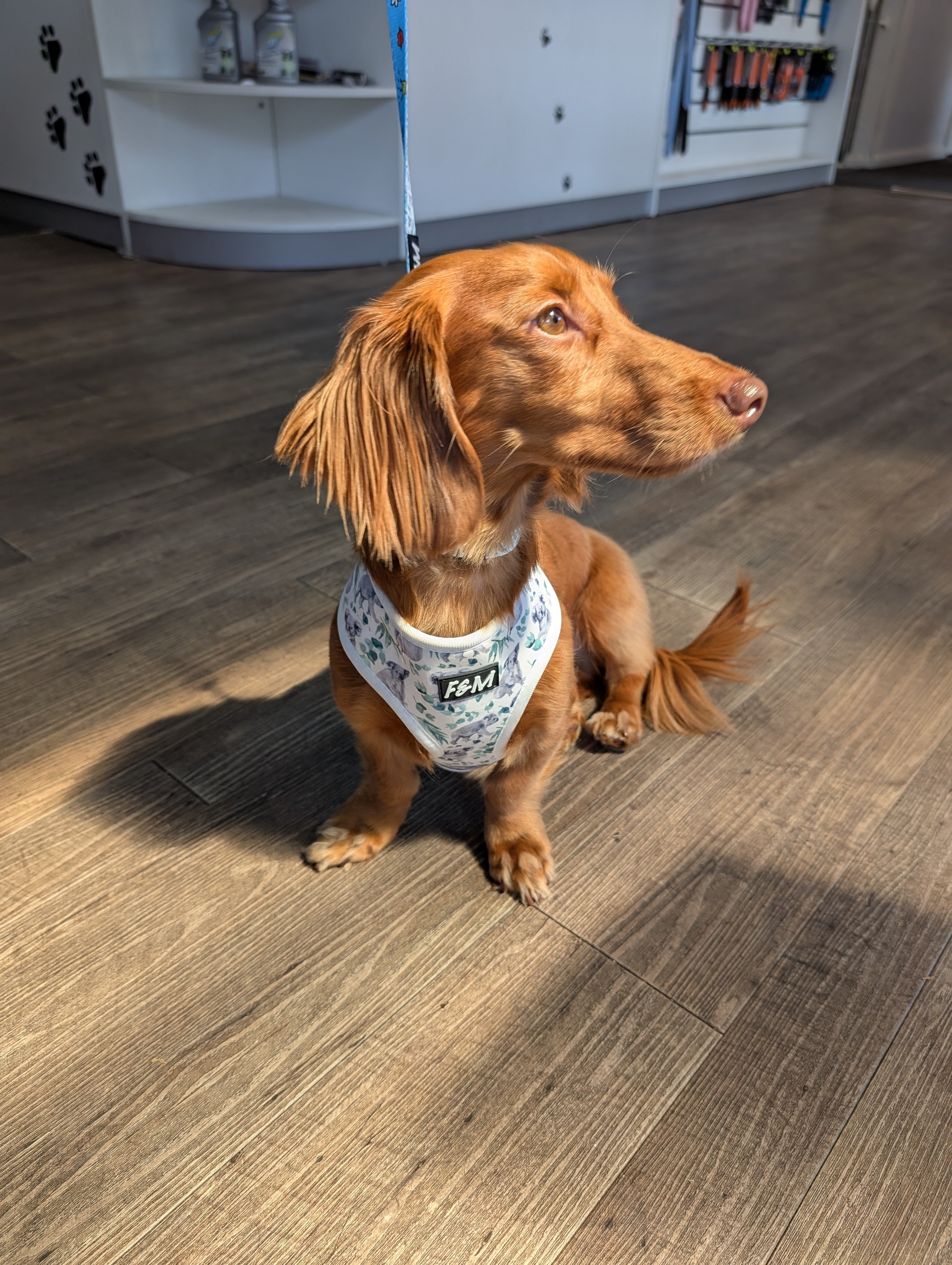 The Dog Shop Warners Bay