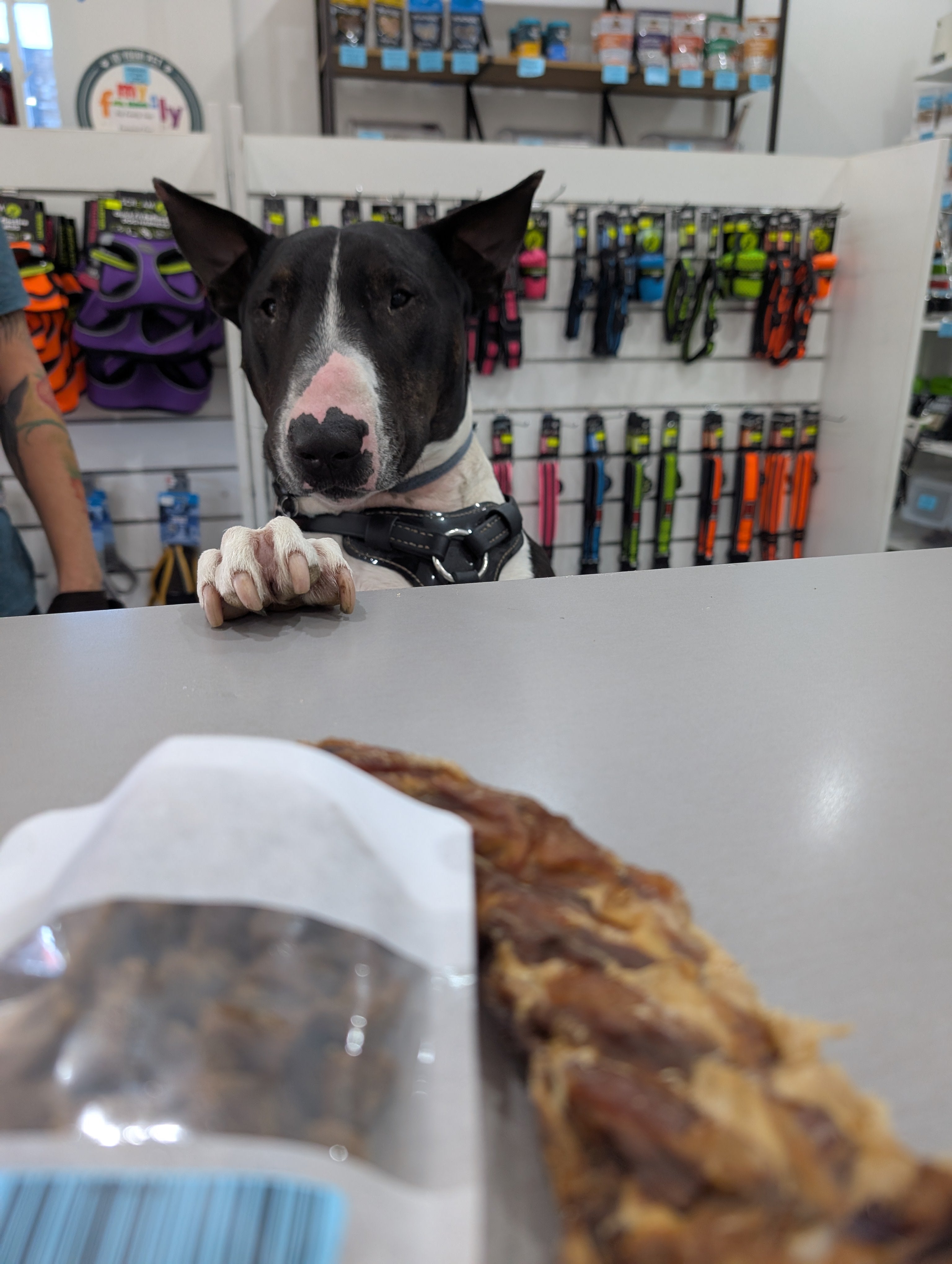 The Dog Shop Warners Bay