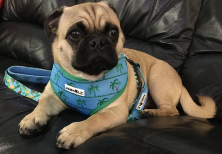 Animale Reversible Harness - The Dog Shop Warners Bay