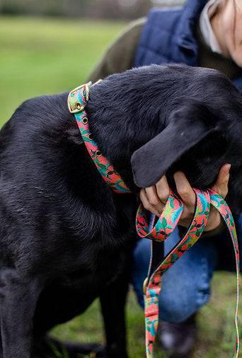 Anipal Clancy The Black Cockatoo Leash