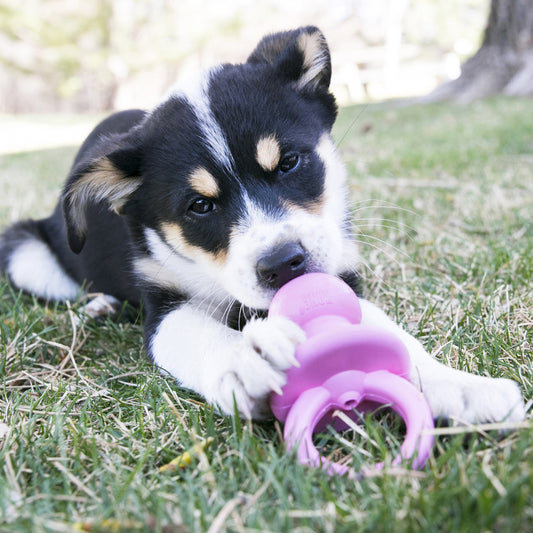 Kong Puppy Binkie - The Dog Shop Warners Bay