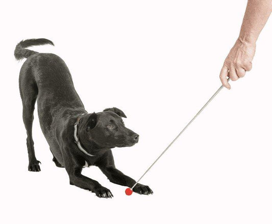 Coachi Target Stick - The Dog Shop Warners Bay