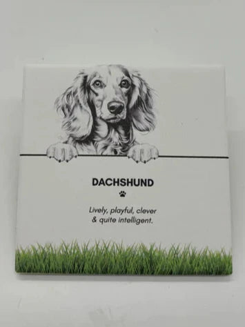 coaster dachshund