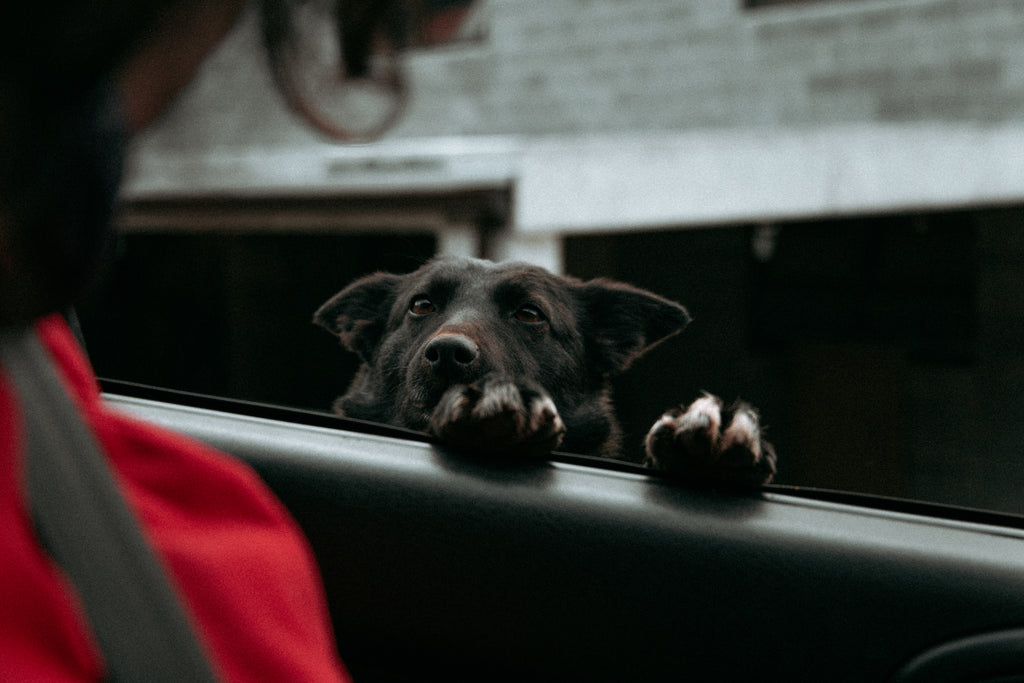 The Dog Shop Warners Bay