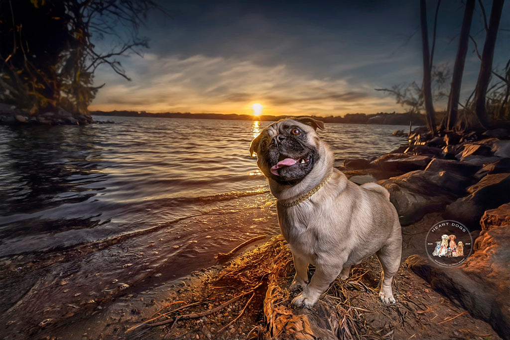 The Dog Shop Warners Bay