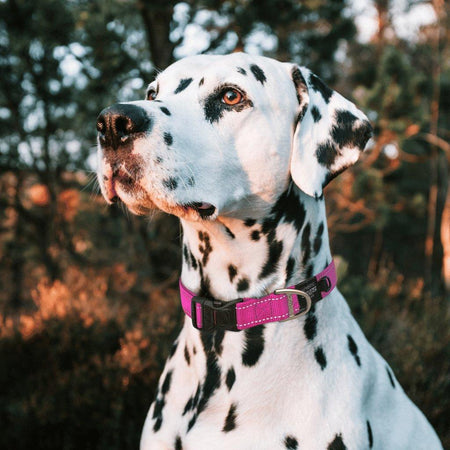 Rogz Classic Collar - The Dog Shop Warners Bay