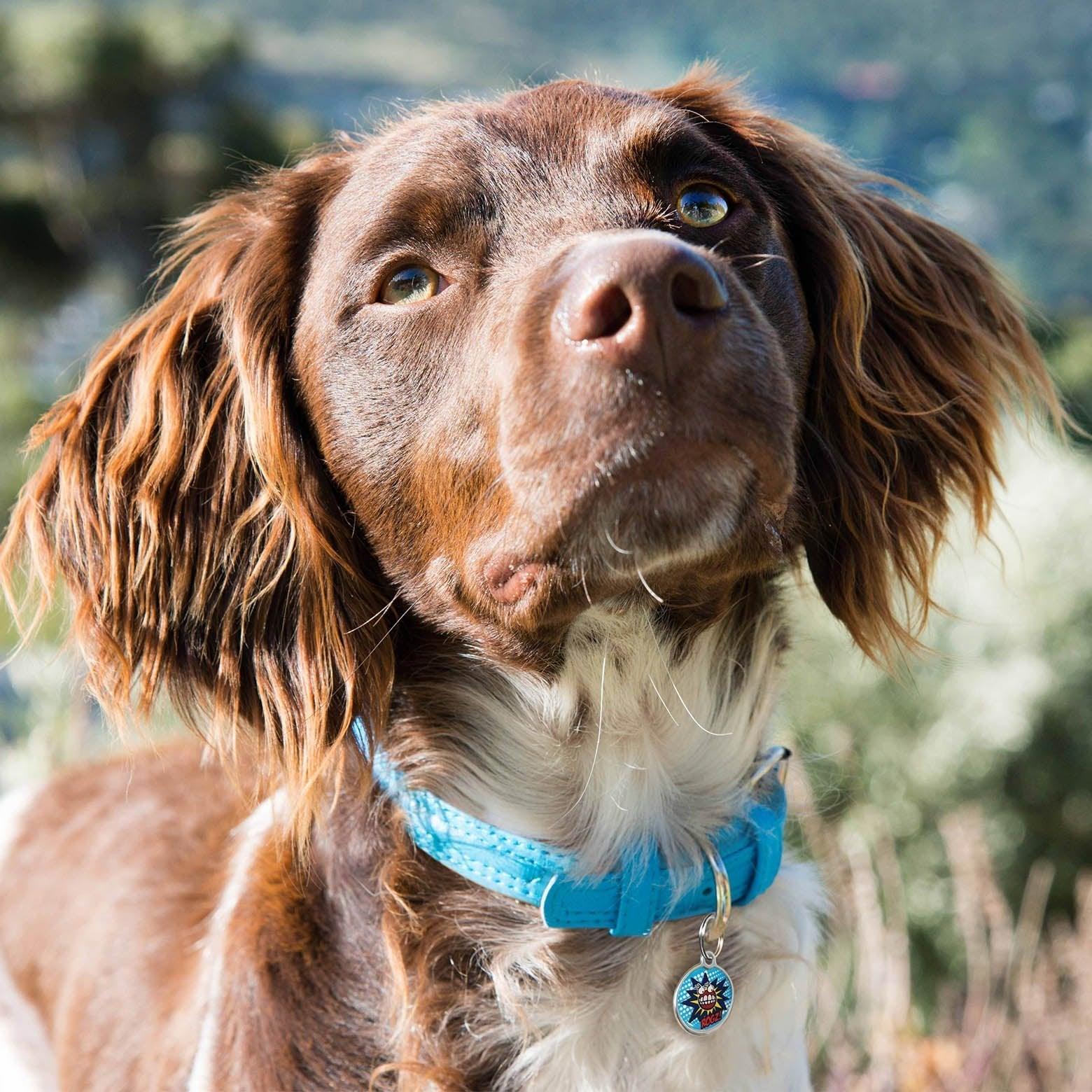 Rogz Leather Collar - The Dog Shop Warners Bay