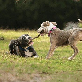 Rogz Safety Collar - The Dog Shop Warners Bay