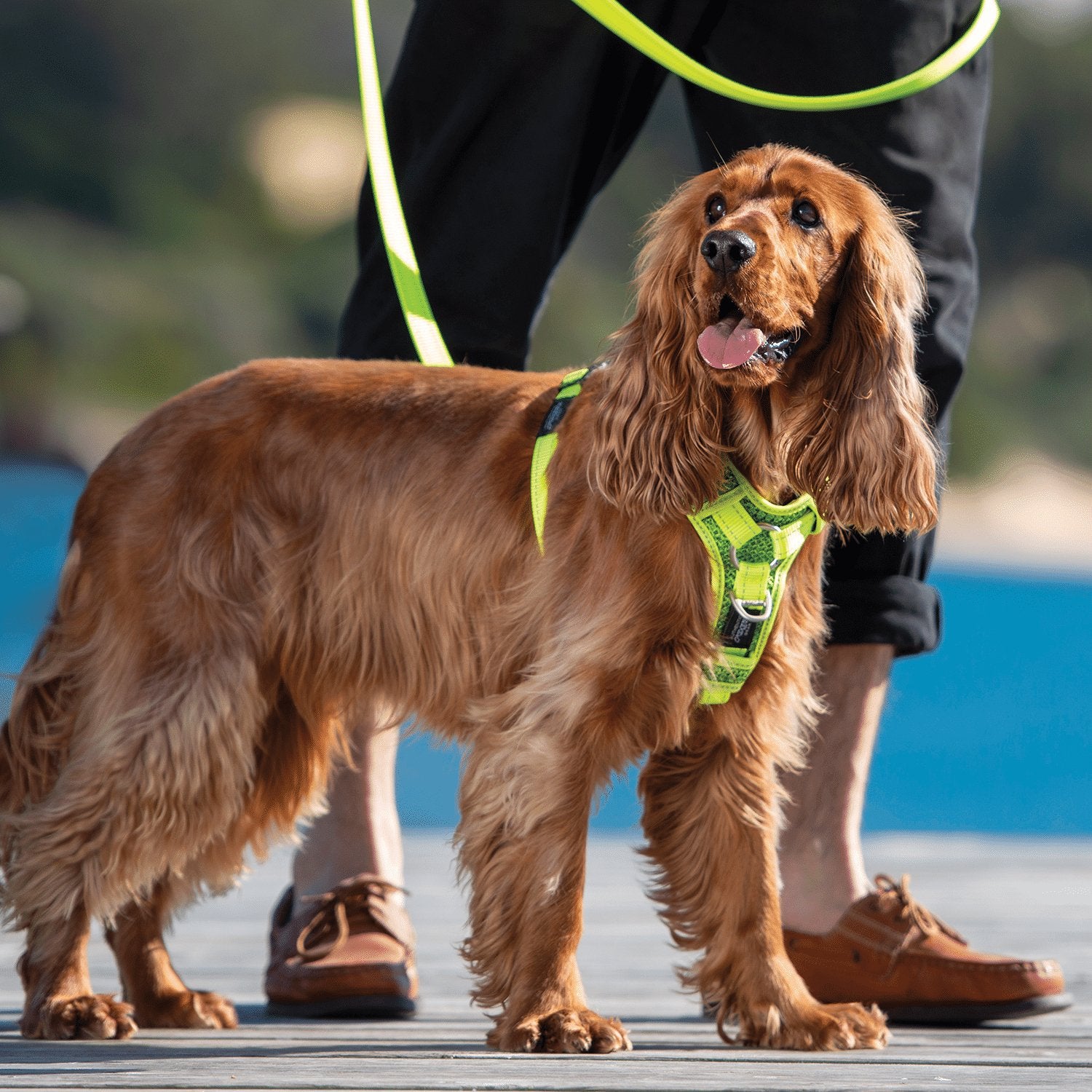 Rogz Control Harness - The Dog Shop Warners Bay