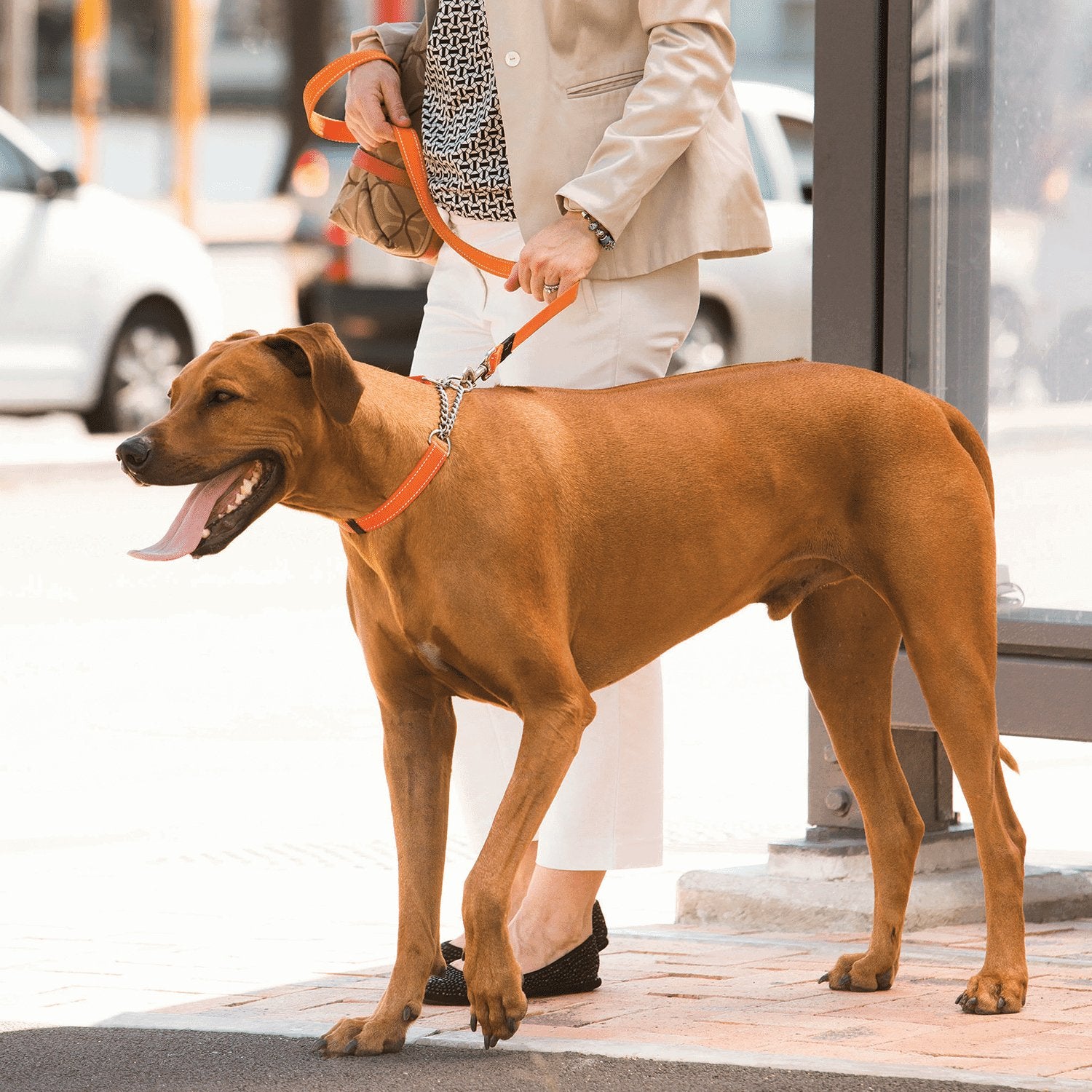 Rogz Control Obedience Collar Chain - The Dog Shop Warners Bay